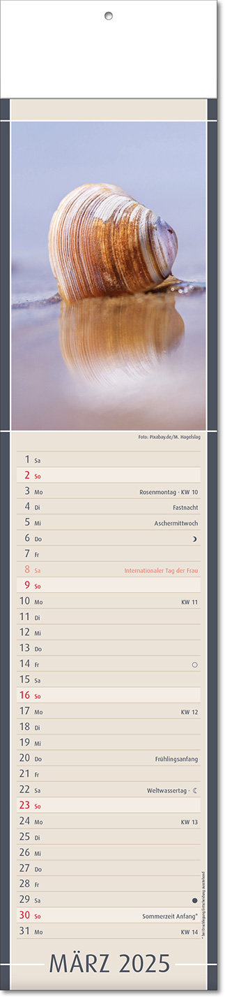 Kalender "Fundstücke der Natur" im Format 11 x 50 cm, mit Fälzel