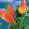 Flower-Card mit Samen - Gewürzpaprika