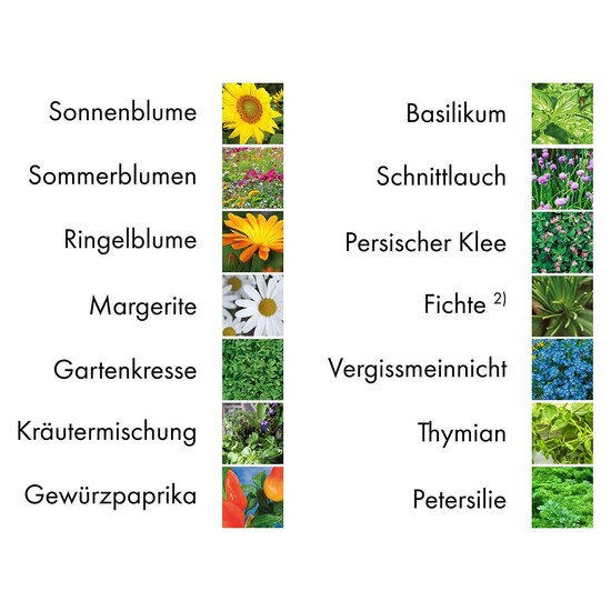 Pflanz-Set - 3er-Set - Sommerblumenmischung / Sonnenblume / Vergissmeinnicht