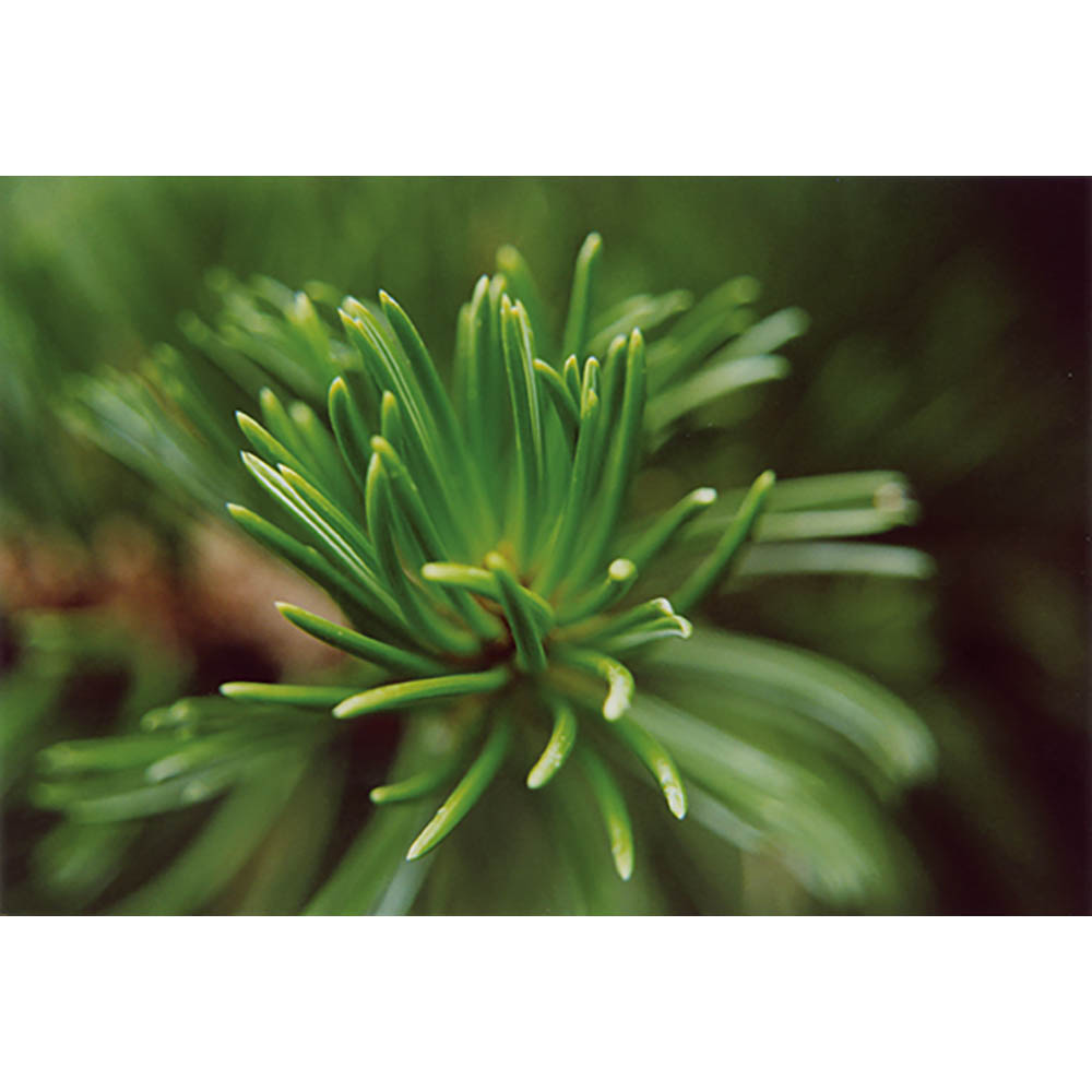 Tontöpfchen-Blume mit Samen - Fichte