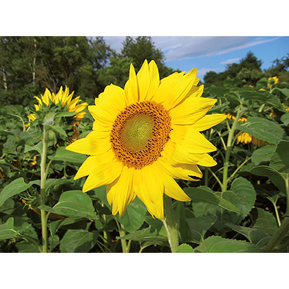 Tontöpfchen-Blume mit Samen - Sonnenblume