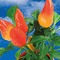 Tontöpfchen-Blume mit Samen - Gewürzpaprika inkl. Tampondruck