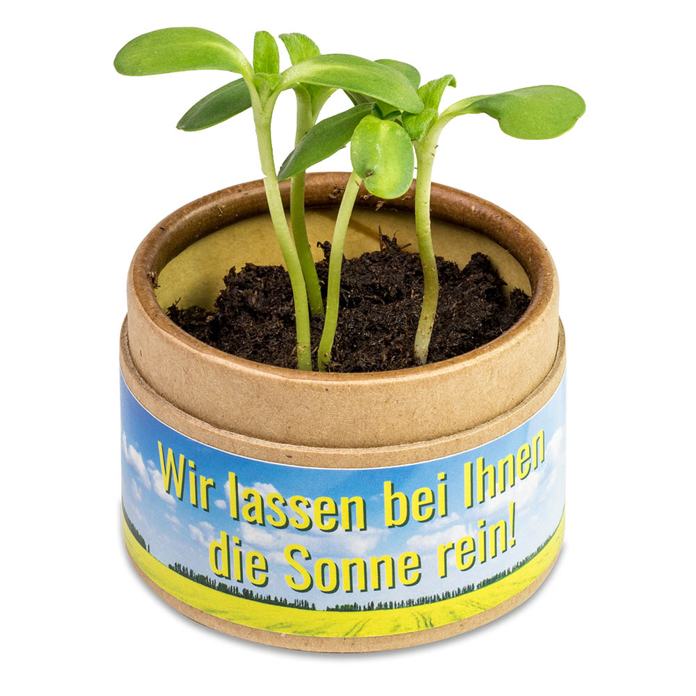 Pflanz-Cup mit Samen - Schnittlauch