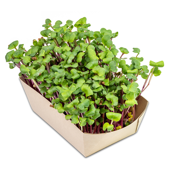 Microgreens-Gärtchen - Rettich China Rose