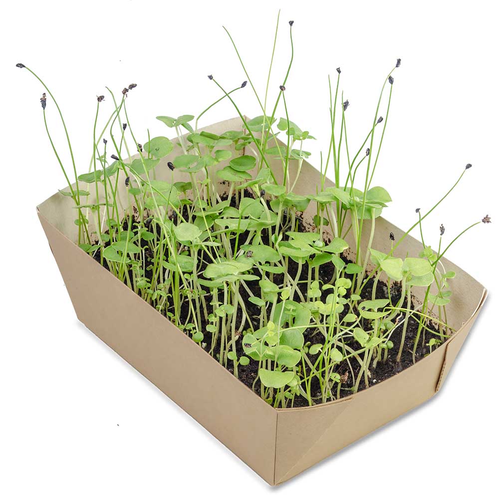 Pflanz-Schale mit Samen - Basilikum