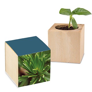 Pflanz-Holz mit Samen - Fichte, 1 Seite gelasert