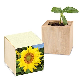 Pflanz-Holz mit Samen (Graspapier-Banderole) - Sonnenblume, 2 Seiten gelasert