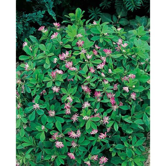 Pflanz-Holz Maxi mit Samen - Persischer Klee, 2 Seiten gelasert