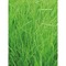 Pflanz-Holz Magnet mit Samen - Gras, 1 Seite gelasert