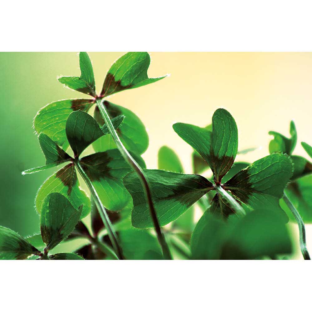 Pflanz-Kork rund mit Samen - Glücksklee-Zwiebel, Lasergravur (* Je nach Verfügbarkeit der Glücksklee-Zwiebeln)