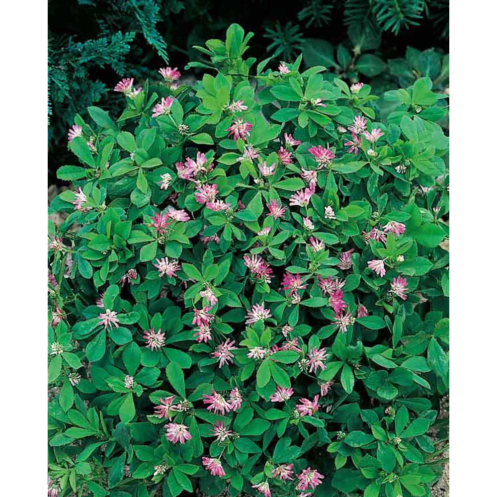 Pflanz-Kork rund mit Samen - Persischer Klee, Rundum-Lasergravur