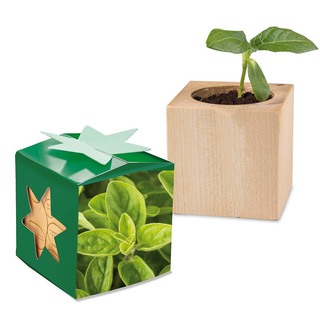 Pflanz-Holz Star-Box mit Samen - Majoran