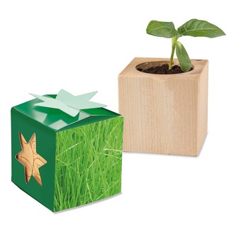Pflanz-Holz Star-Box mit Samen - Gras, 1 Seite gelasert
