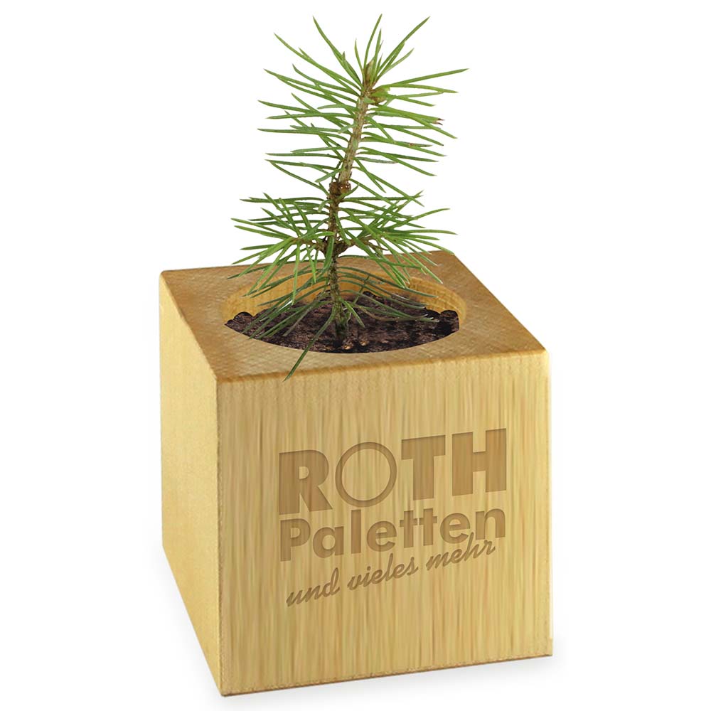 Pflanz-Holz Star-Box mit Samen - Kräutermischung, 1 Seite gelasert