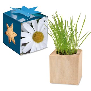 Pflanz-Holz Maxi Star-Box mit Samen - Margerite, 1 Seite gelasert