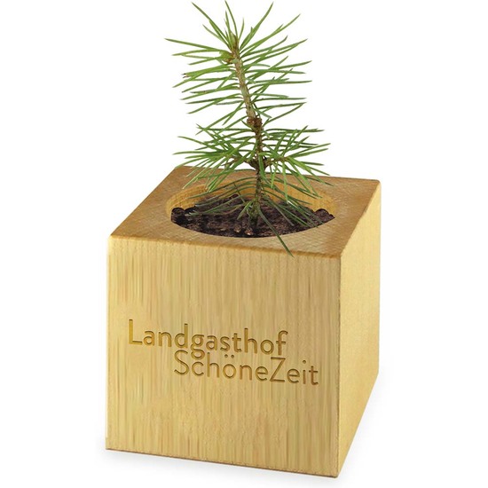 Pflanz-Holz Maxi Star-Box mit Samen - Vergissmeinnicht, 1 Seite gelasert