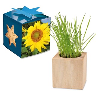 Pflanz-Holz Maxi Star-Box mit Samen - Sonnenblume, 2 Seiten gelasert