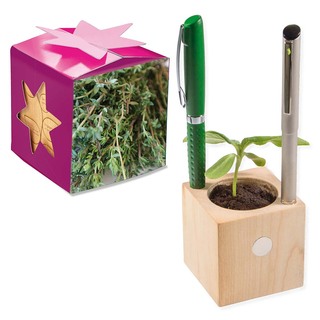 Pflanz-Holz Büro Star-Box mit Samen - Thymian, 2 Seiten gelasert