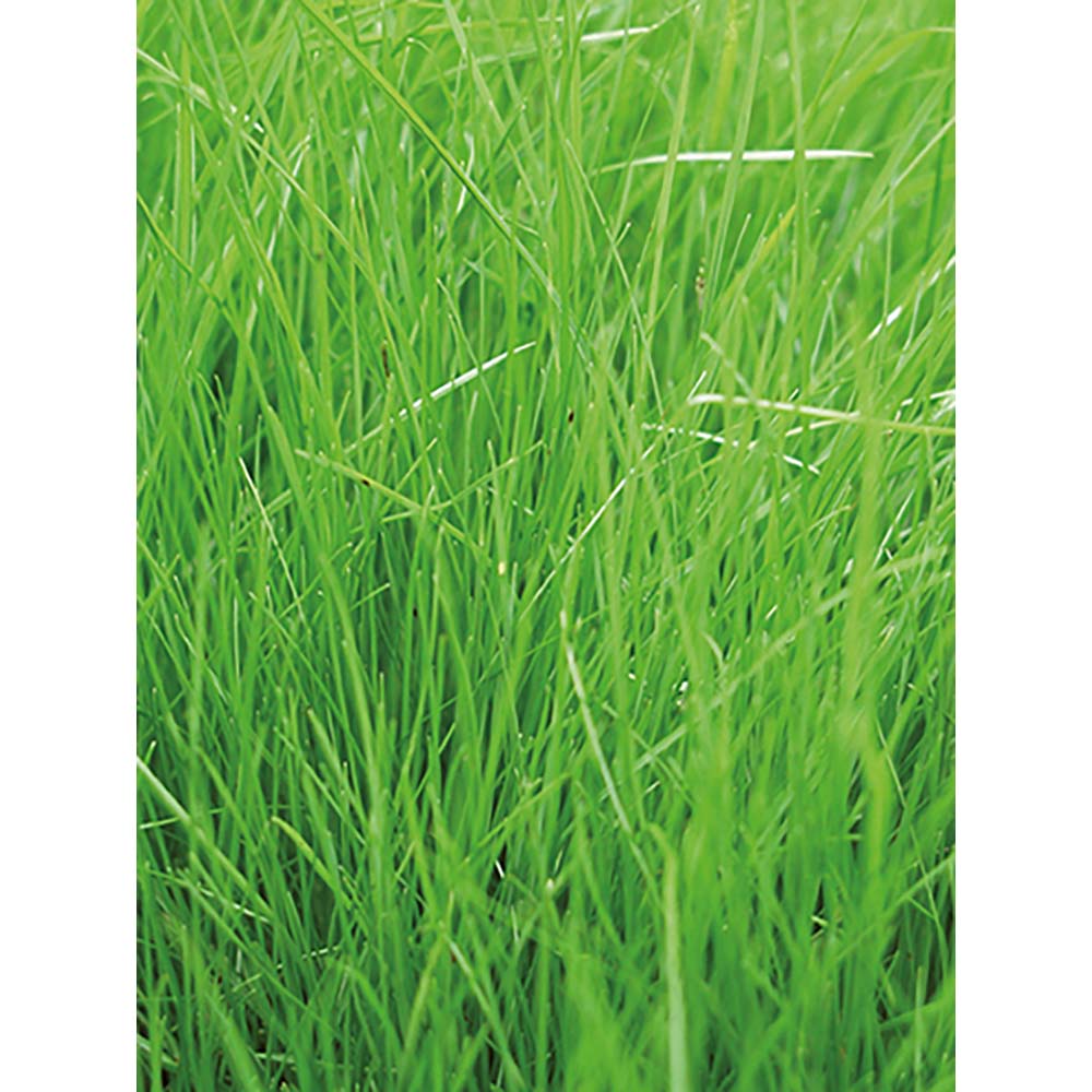 Pflanz-Holz Grande mit Samen - Gras, 2 Seiten gelasert