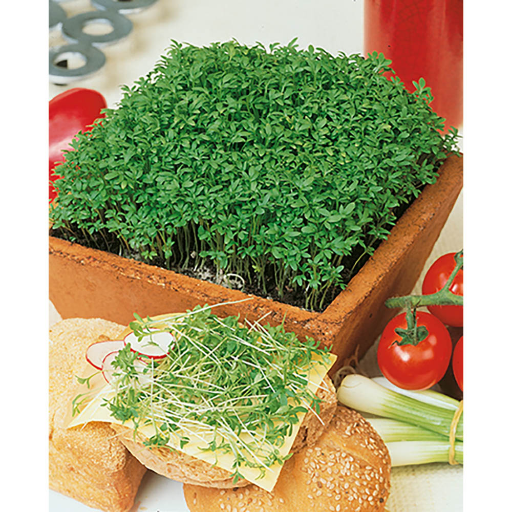 Florero-Töpfchen mit Samen - blau - Gartenkresse