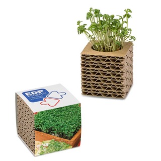 Wellkarton-Pflanzwürfel mit Samen - Gartenkresse