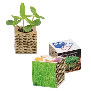 Wellkarton-Pflanzwürfel Mini mit Samen - Gras
