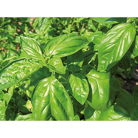 Mini-Beet mit Samen - Basilikum