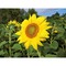 Samen-Briefchen - Sonnenblumen