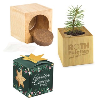 Pflanz-Holz Büro Star-Box Xmas mit Fichtensamen - Fichte